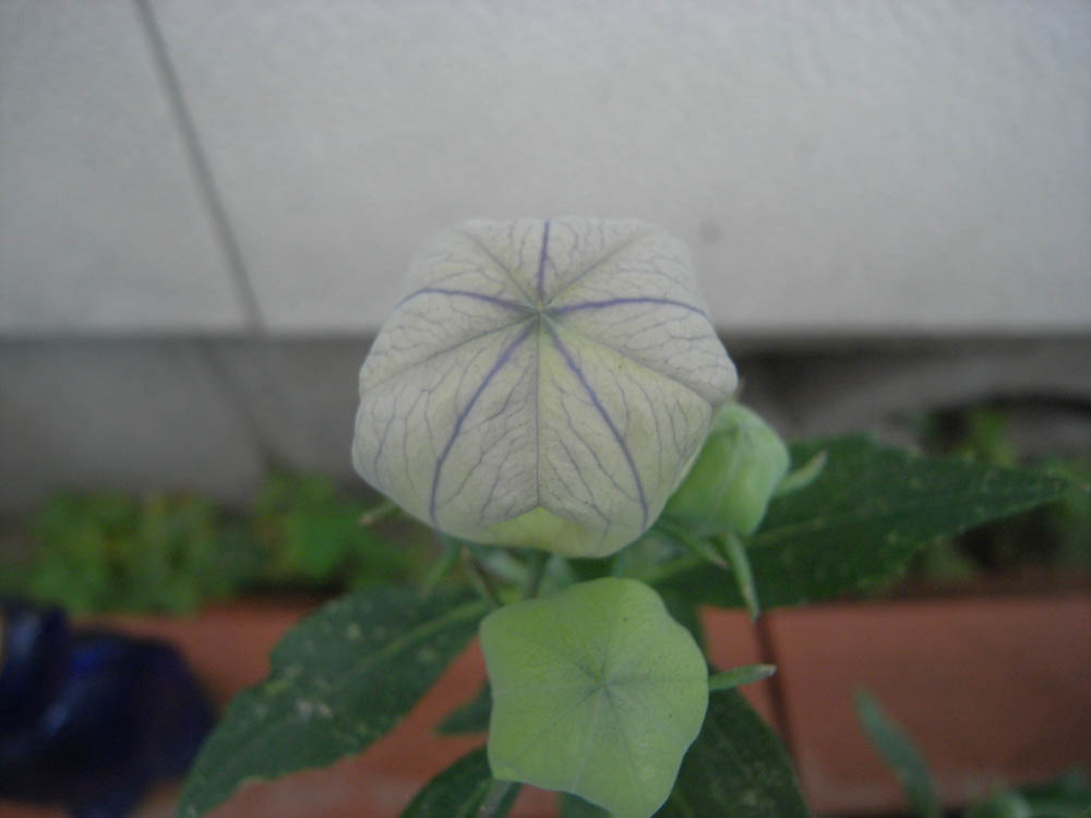 �j�[�i�ԉ�T�j