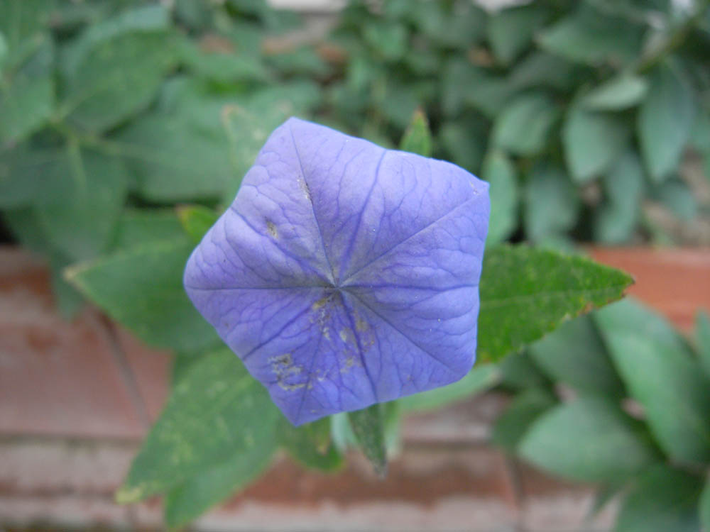 �j�[�i�ԉ�U�j