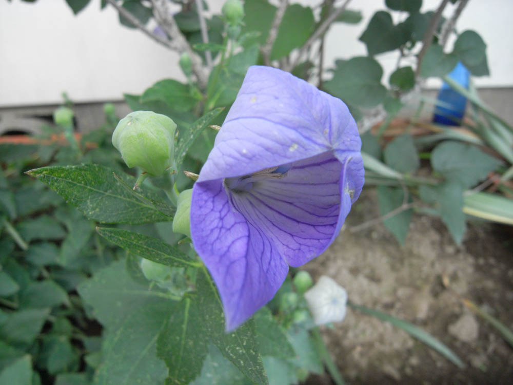 �j�[�i�J�ԂQ�j