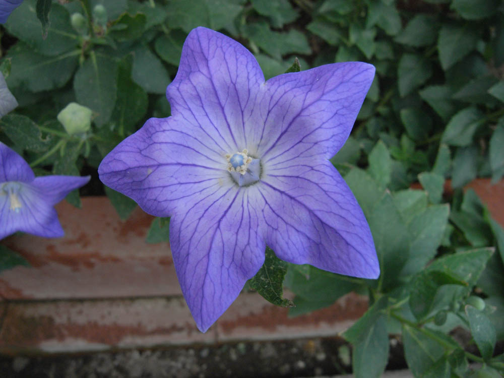 �j�[�i�J�ԂR�j