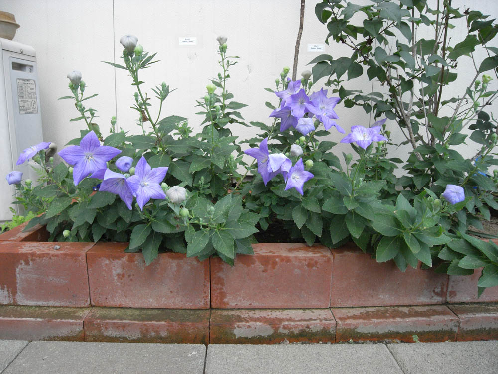 �j�[�i�J�ԂS�j