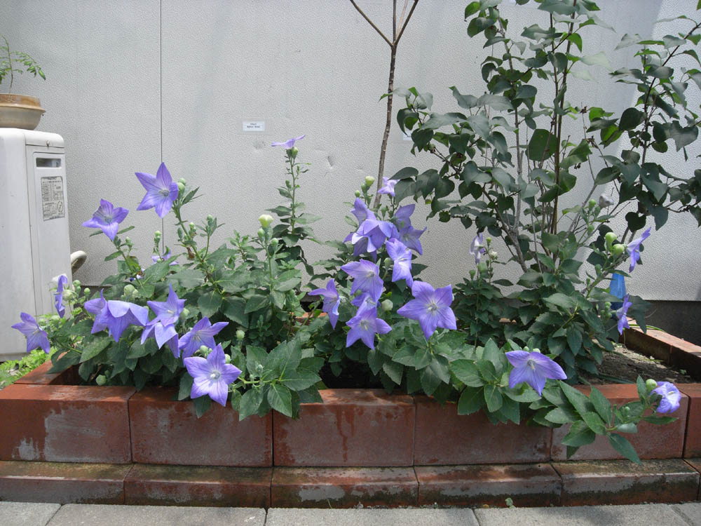 ���J�i�V�����j