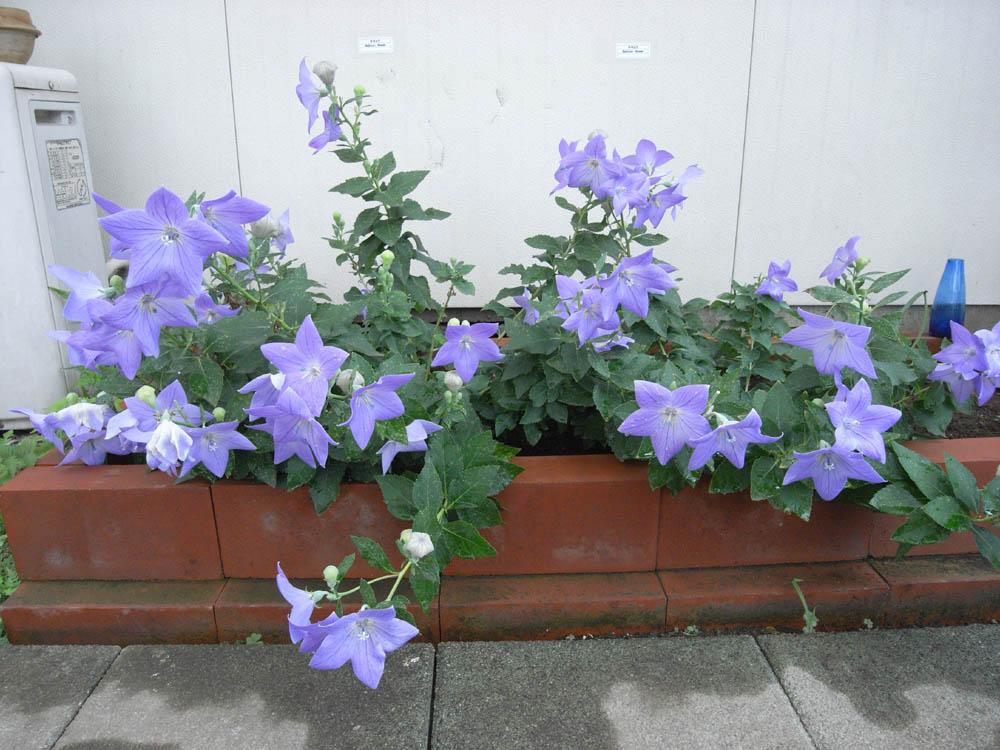 ���J�i�X�����j