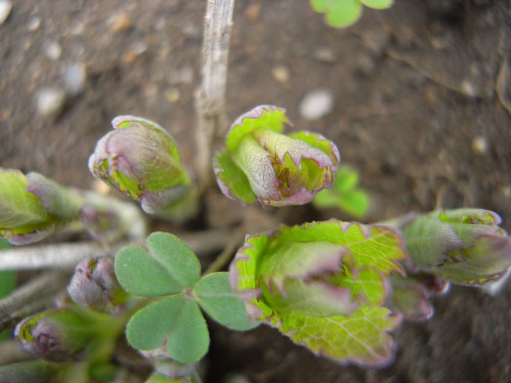 �j�[�i�V��P�j