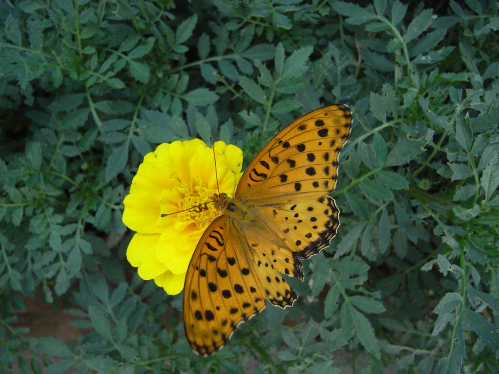 �ԂɏW�����P