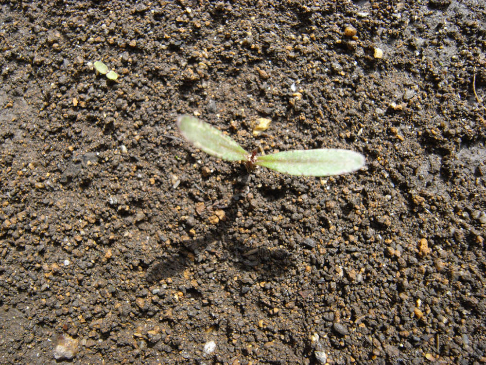 �c�̐����O�P