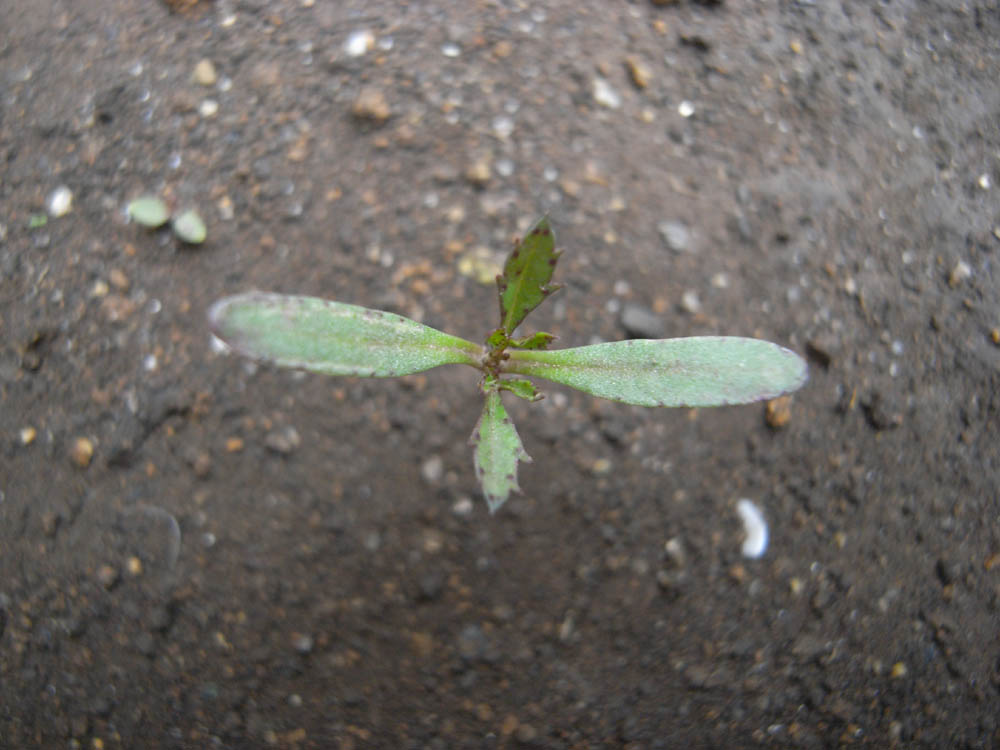 �c�̐����O�Q