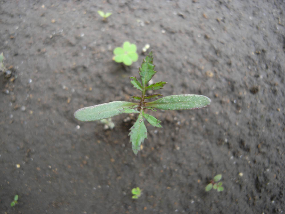 �c�̐����O�R