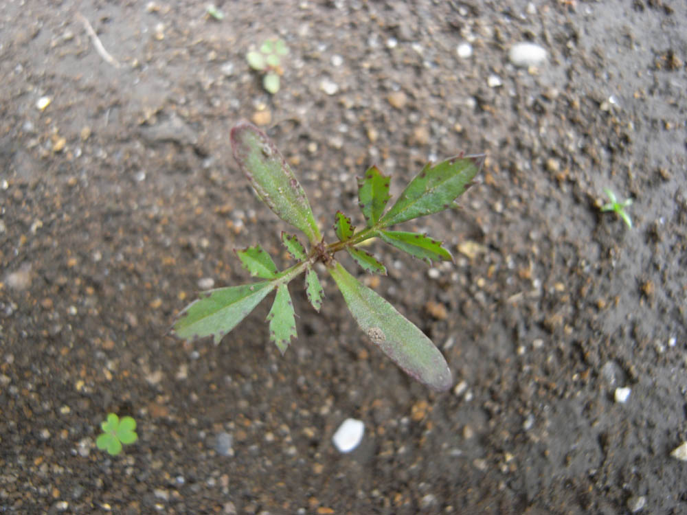 �c�̐����O�S