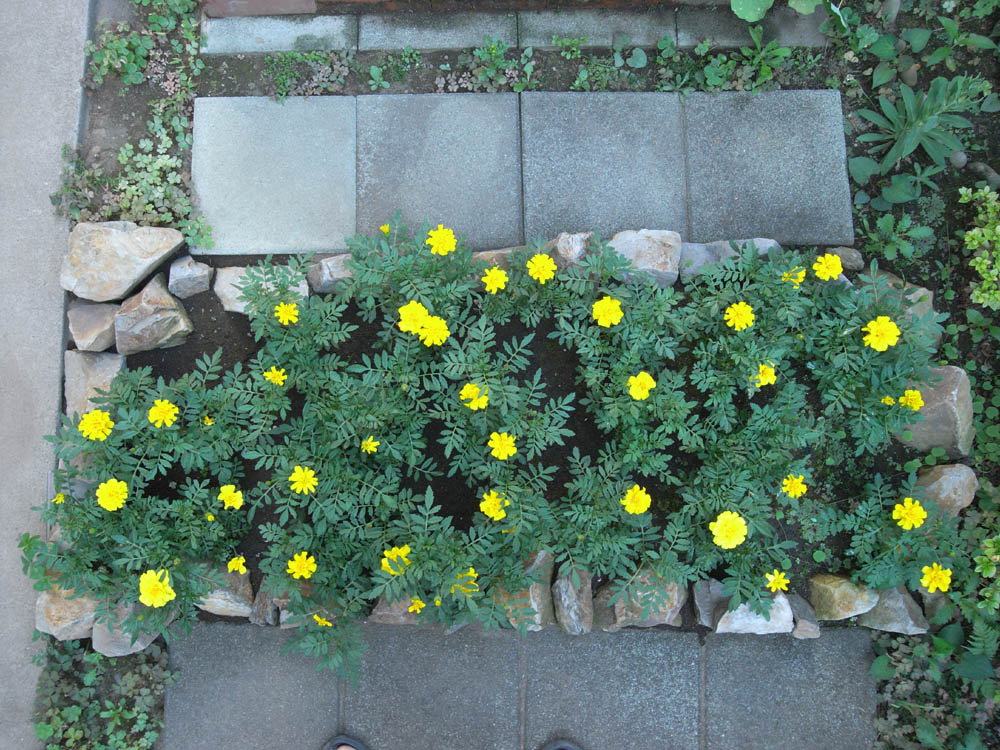 �J�Ԃ��̂O�P