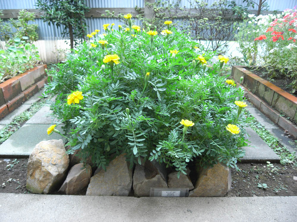 ���J���̂O�P