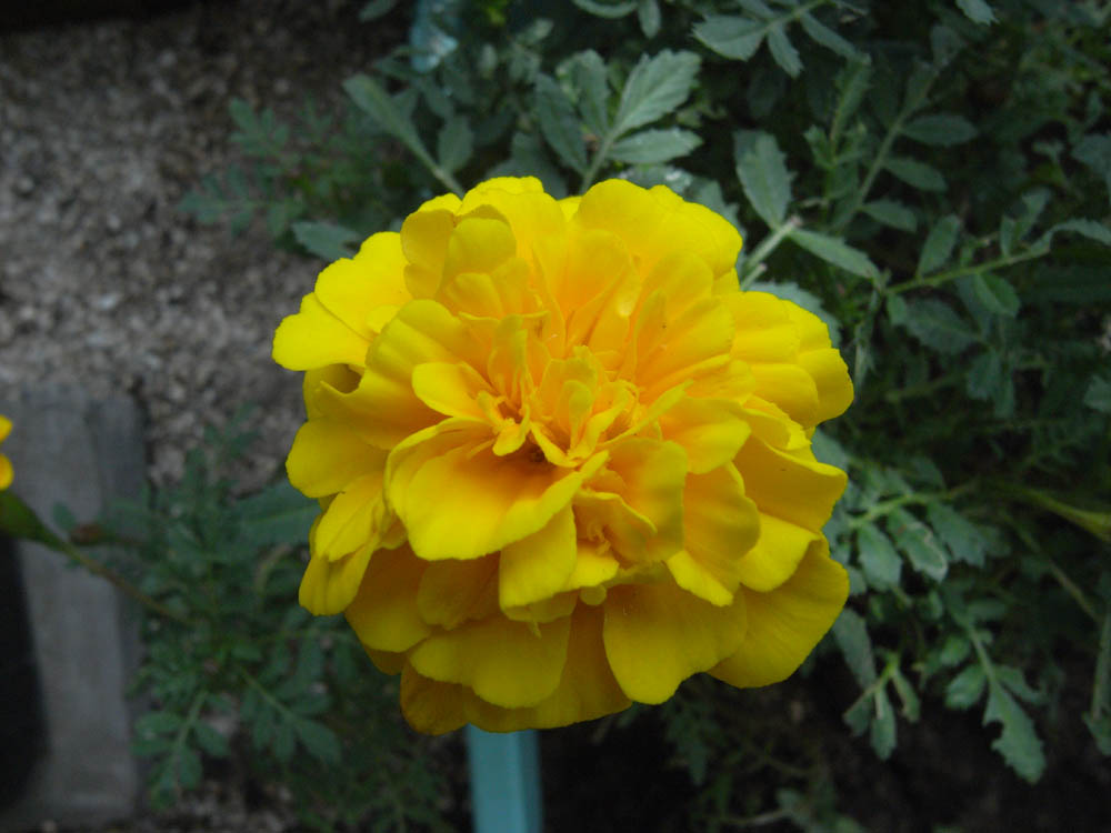 �J�ԂU�^�O�V