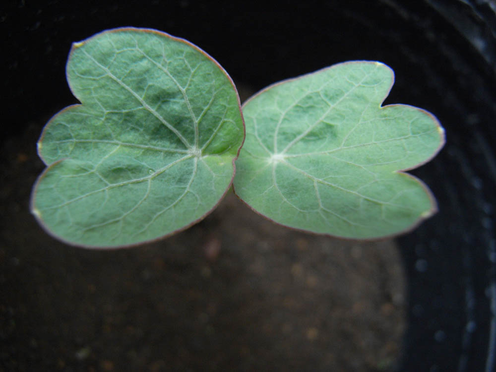 �t�̐����O�P