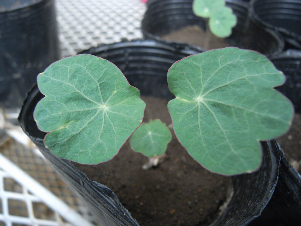 �c�̐����O�P