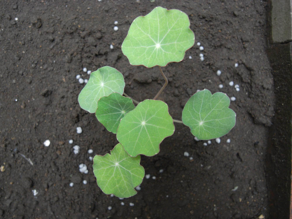 �c�̐����O�S