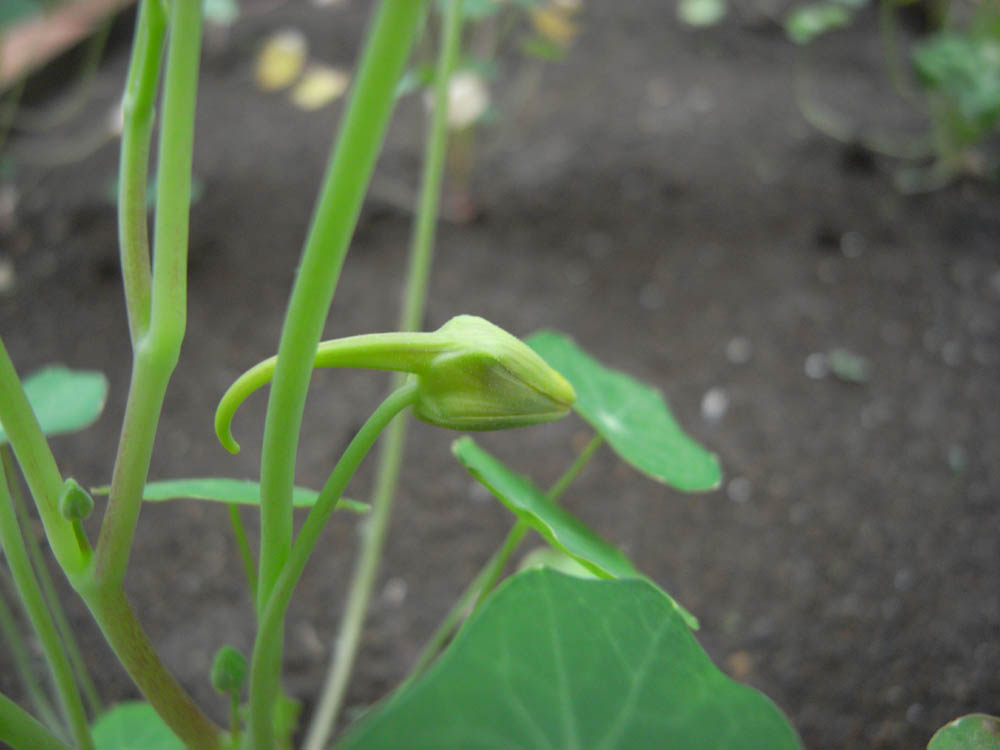 �ԉ�P���o��