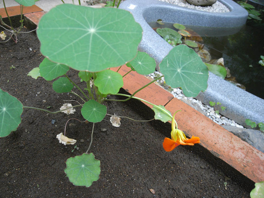 �J�ԂU�^�P�R