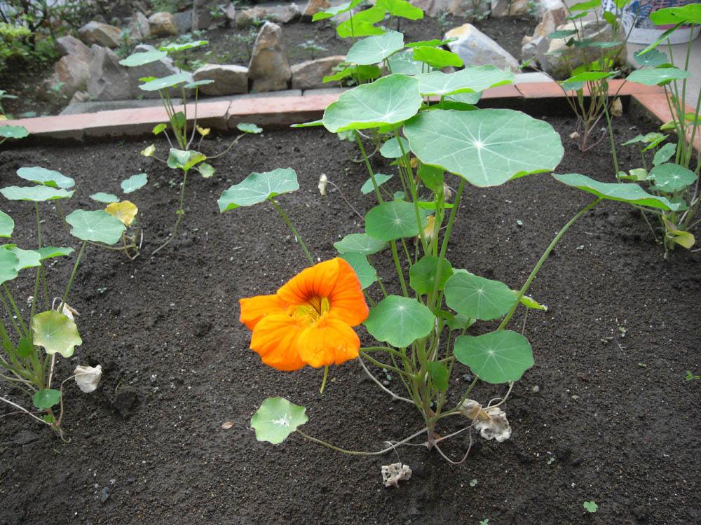 �J�ԂQ���o��