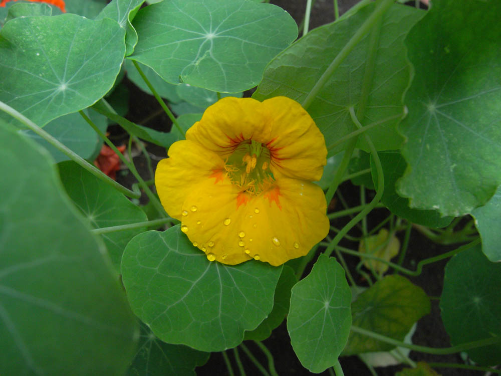 �S�J�̉ԂO�P