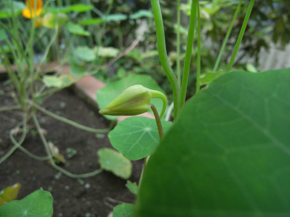 �ԉ葱�X�O�P