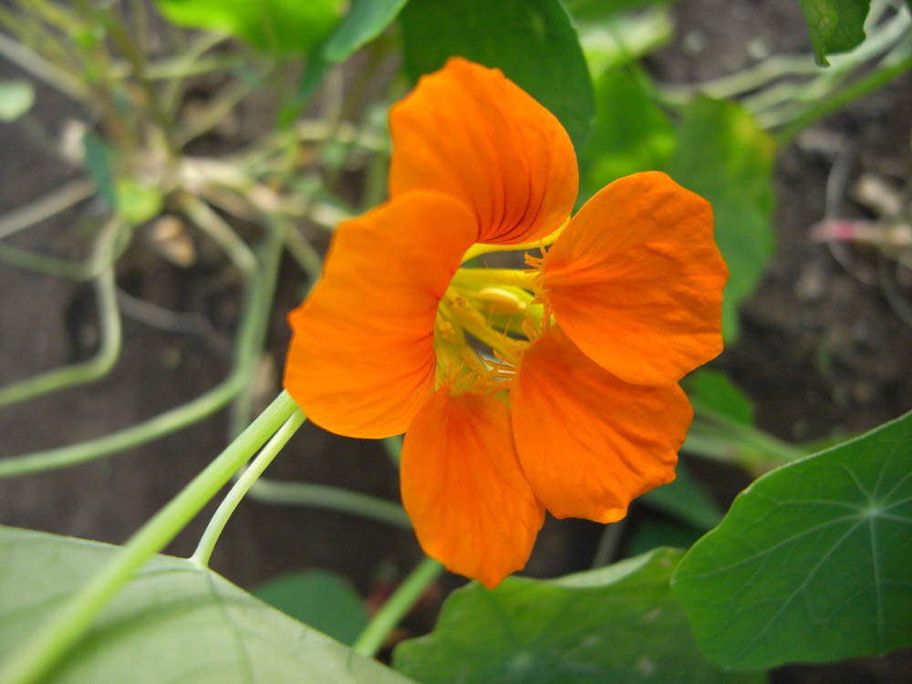 �S�J�̉ԂO�R