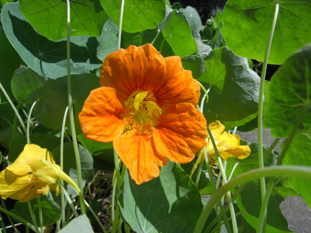 �Ԑ��肻�̂P