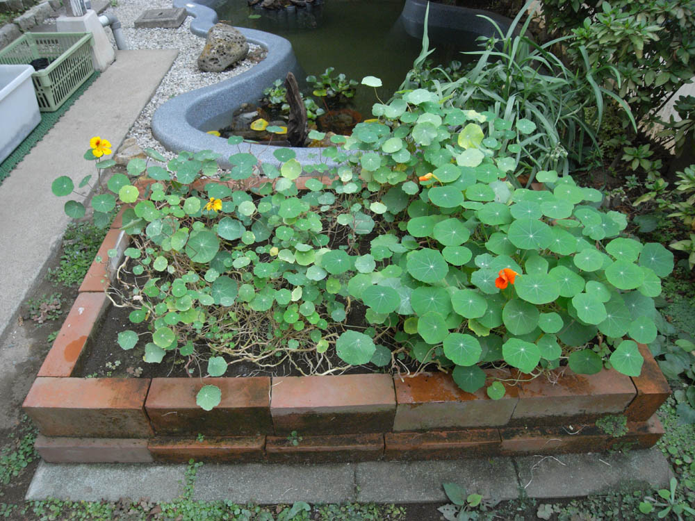 �H���P�O�^�Q