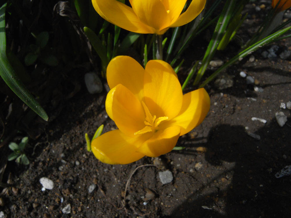 �N���b�J�X���̂P