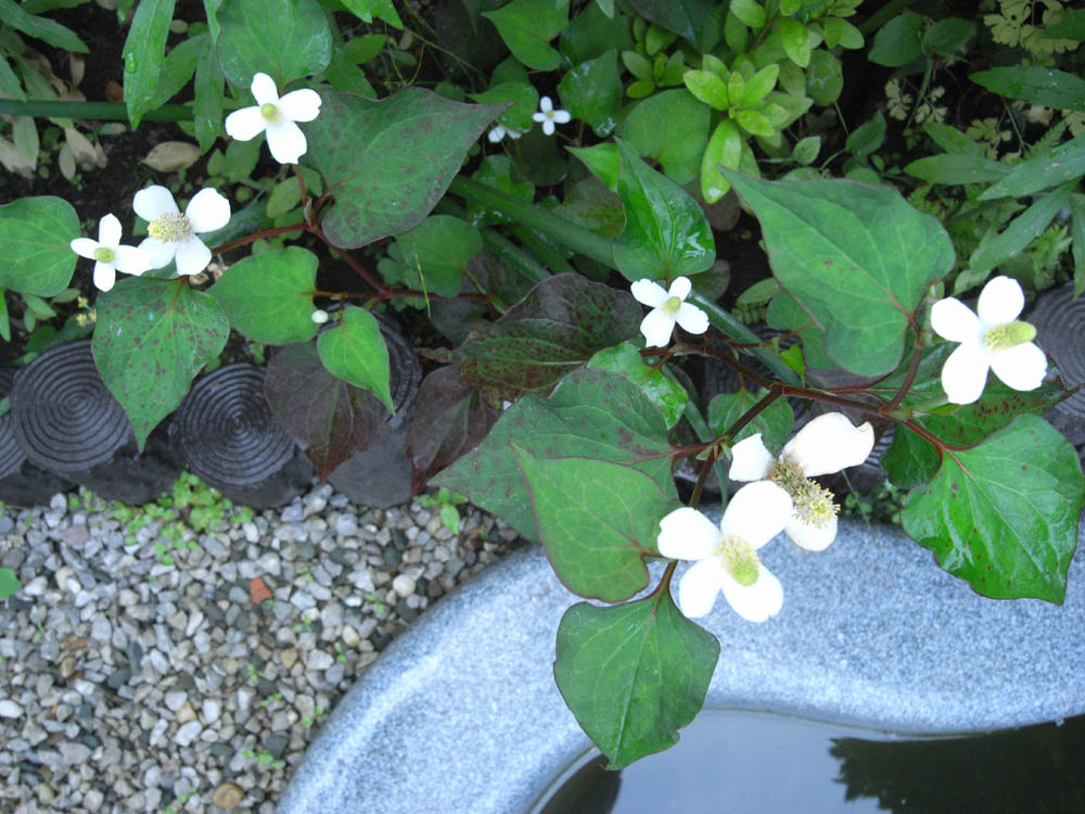 �h�N�_�~���̂P