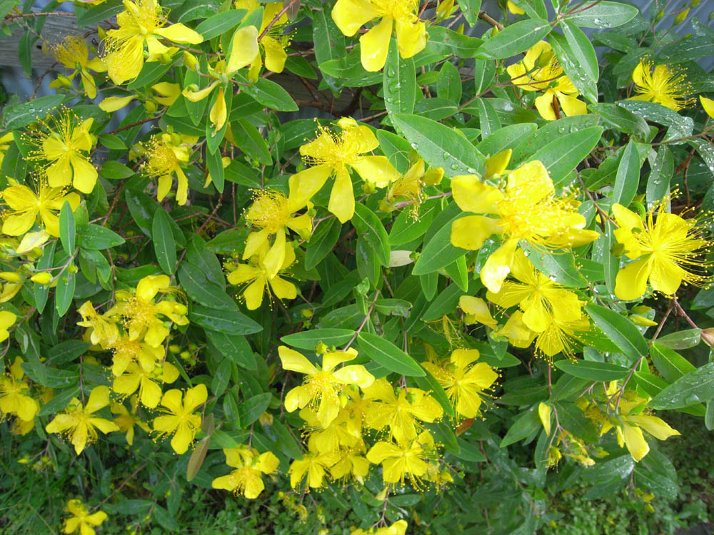 �I�g�M���\�E�P