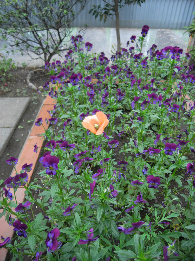 �|�s�[�i���̂P�j