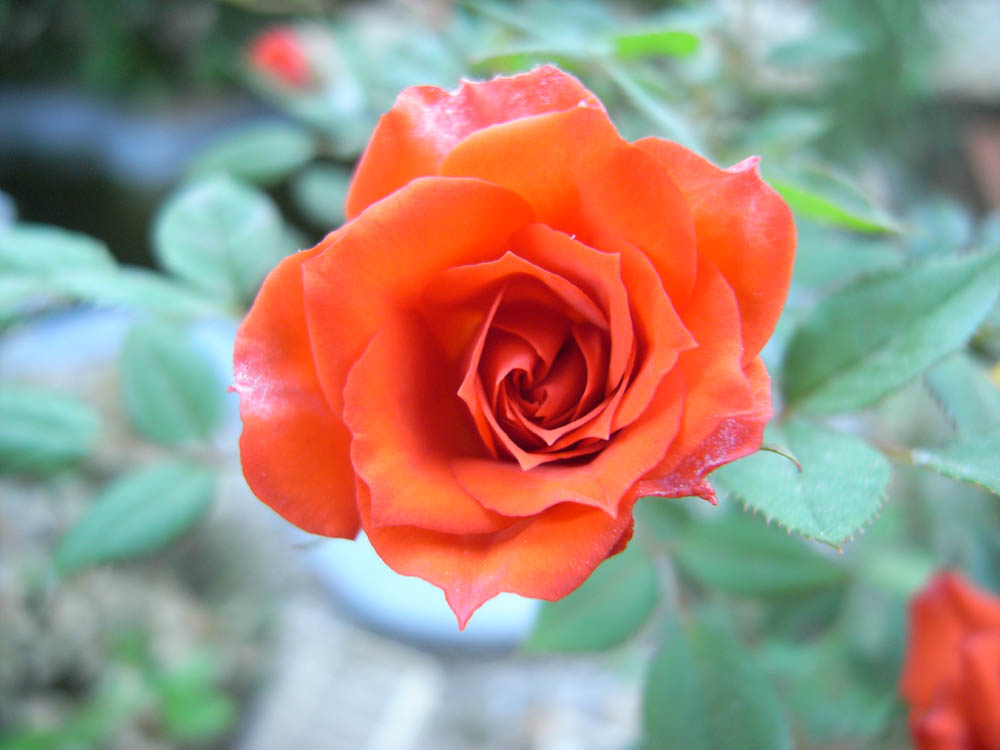 �~�j�o�����̂P