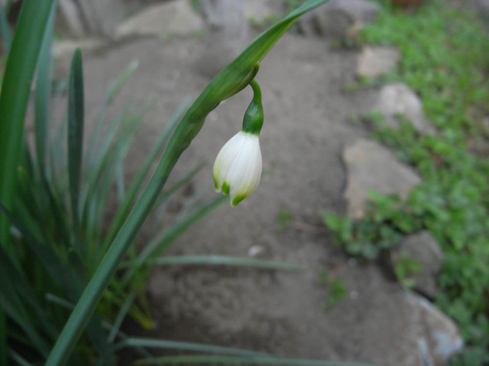 �X�m�[�t���[�N�P