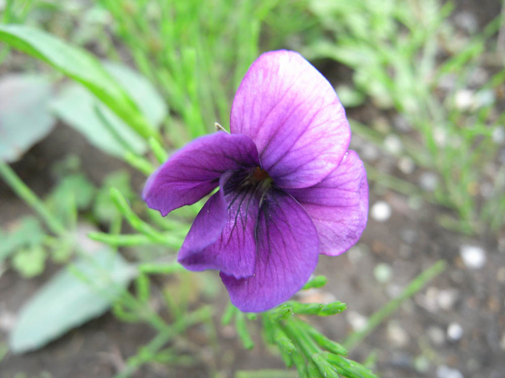 �X�~�����̂P