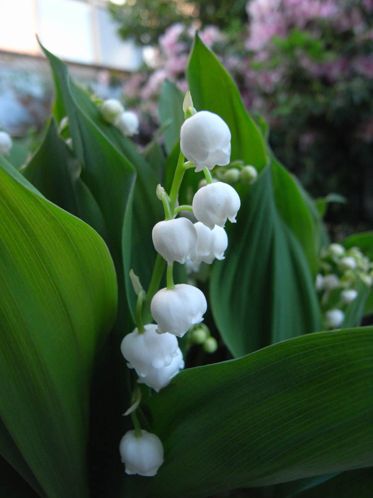 �X�Y�������̂P