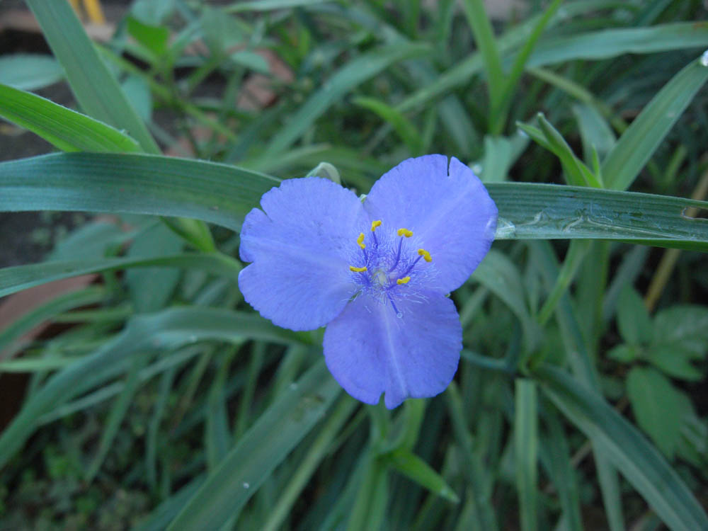 �c���N�T���̂P