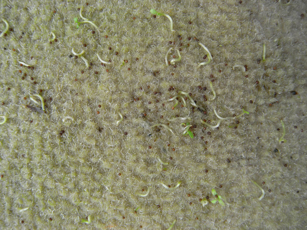 ����T�^�P�S