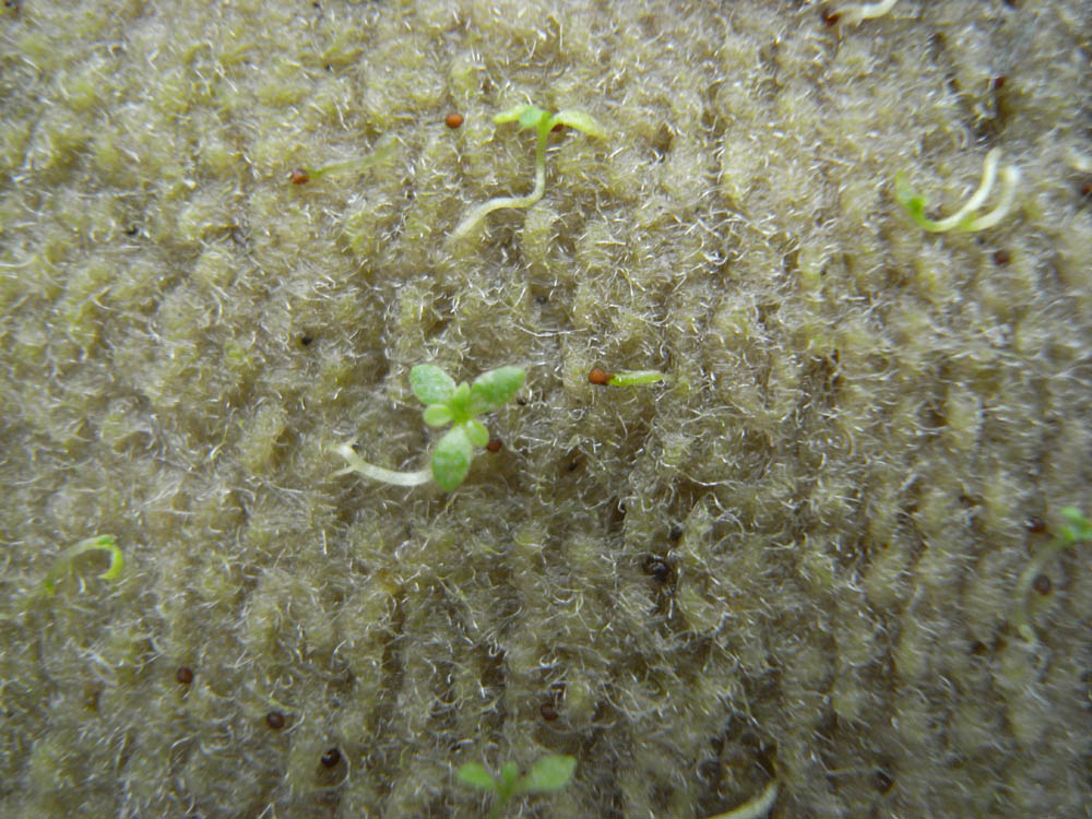 �t���ς̐���