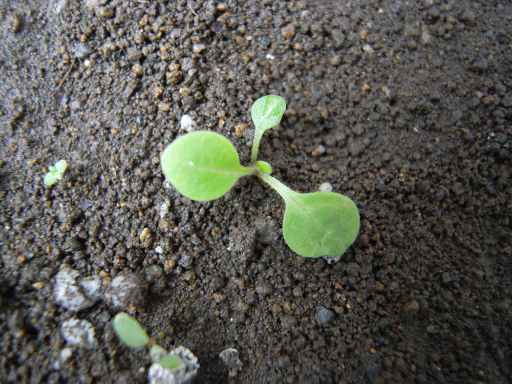 �y�֐A�t�O�P