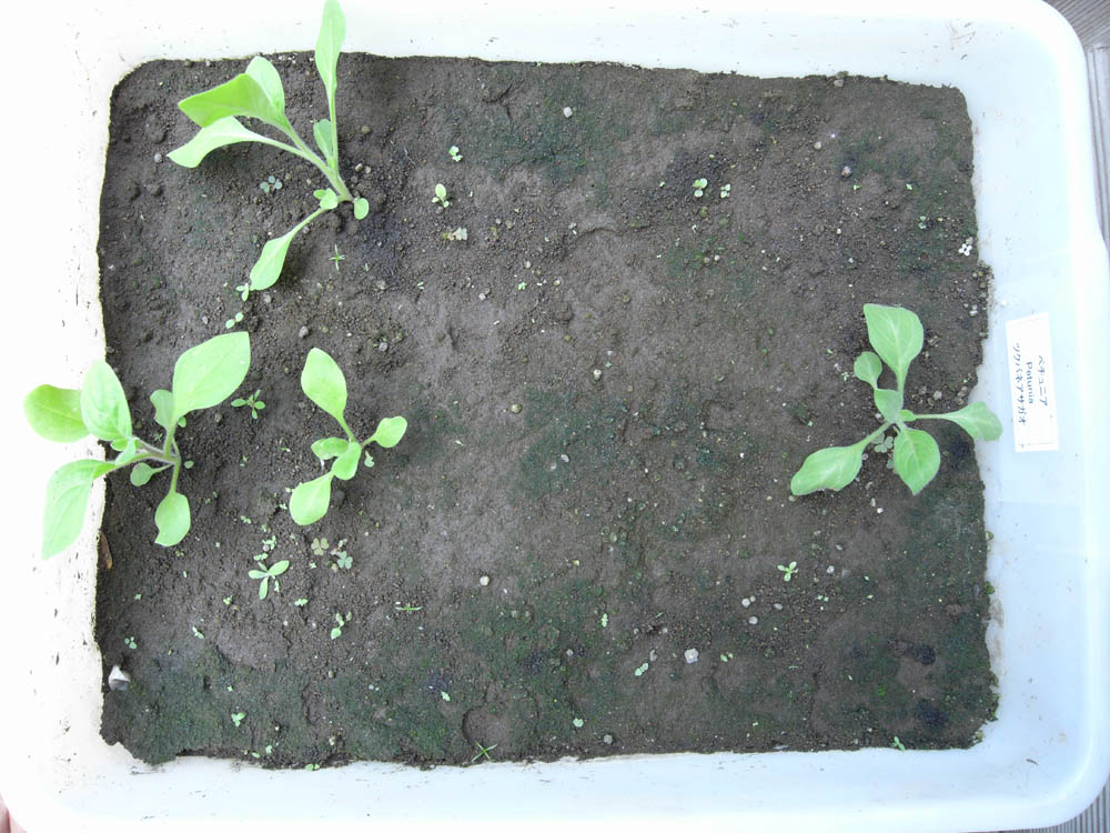 �c�̐����O�P