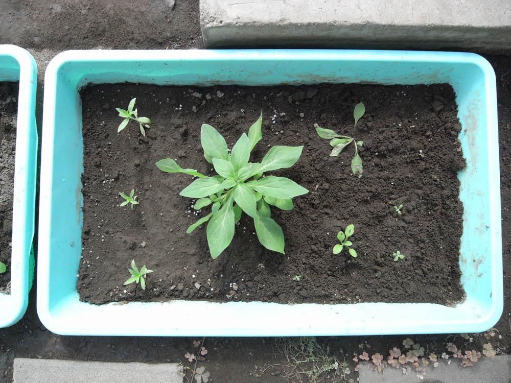 �c�̐����O�Q