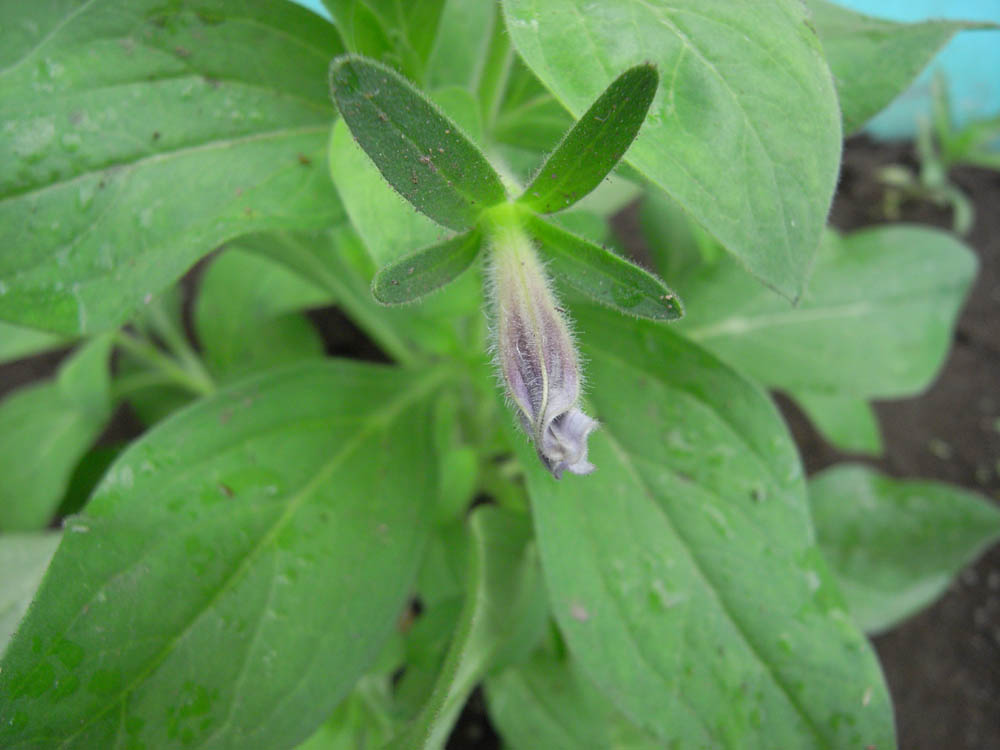 �ԉ萬���O�P