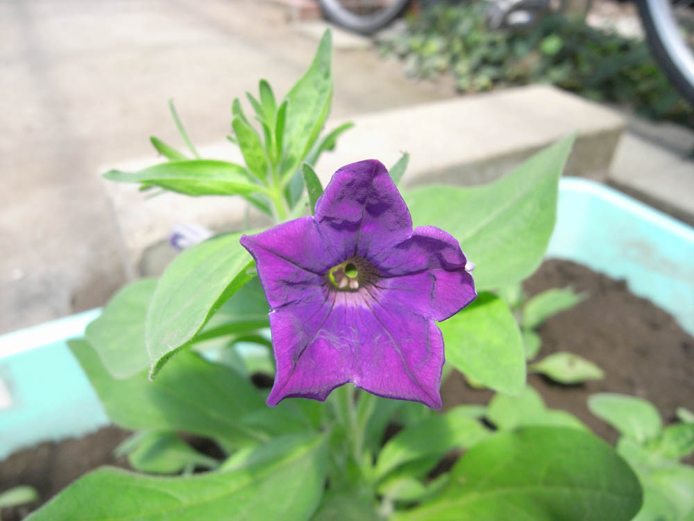 �ԉ萬���O�R