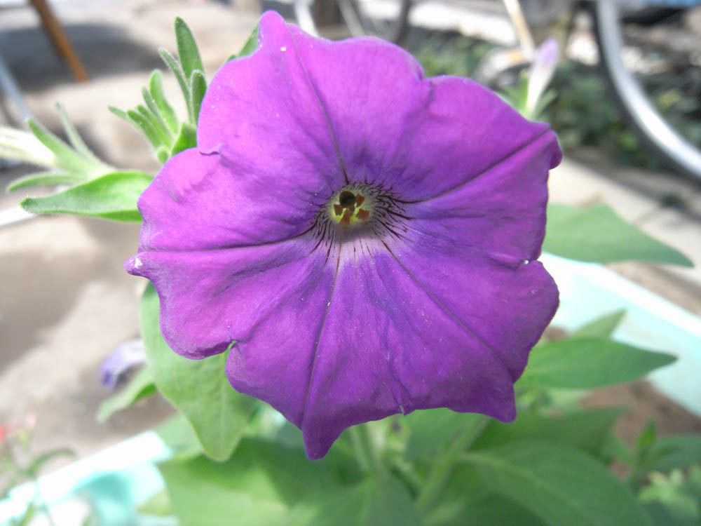 �J�ԂV�^�O�X