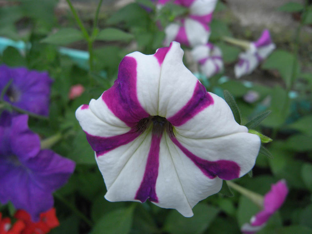 �����̉ԓ��W