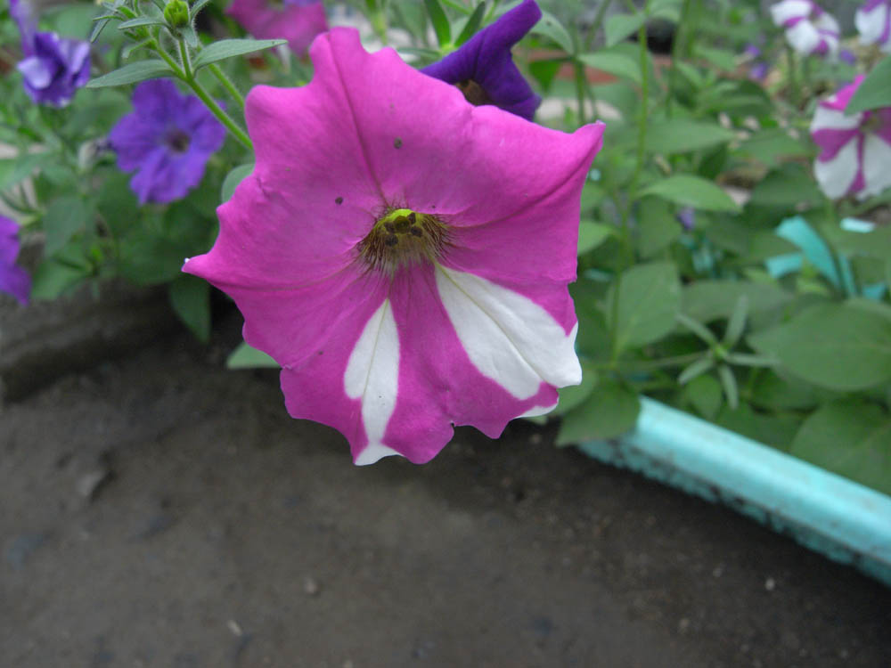 ������ԓ��W