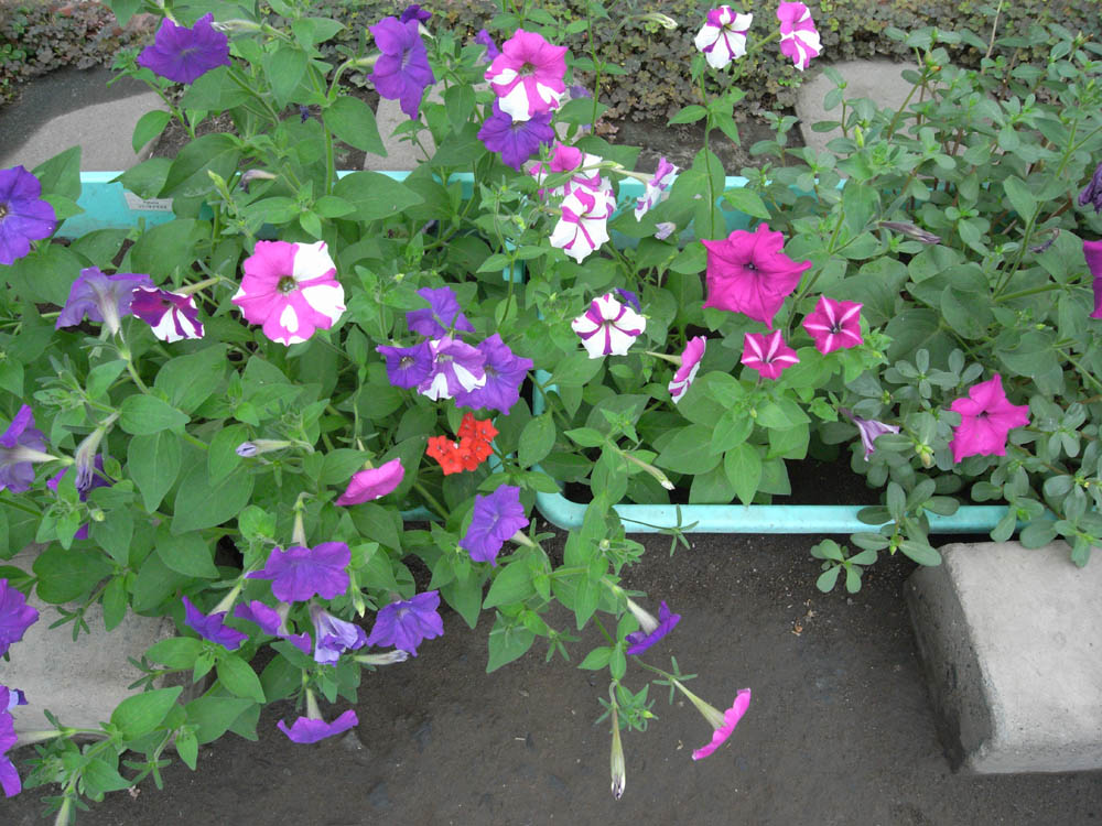 ���J���̂O�P