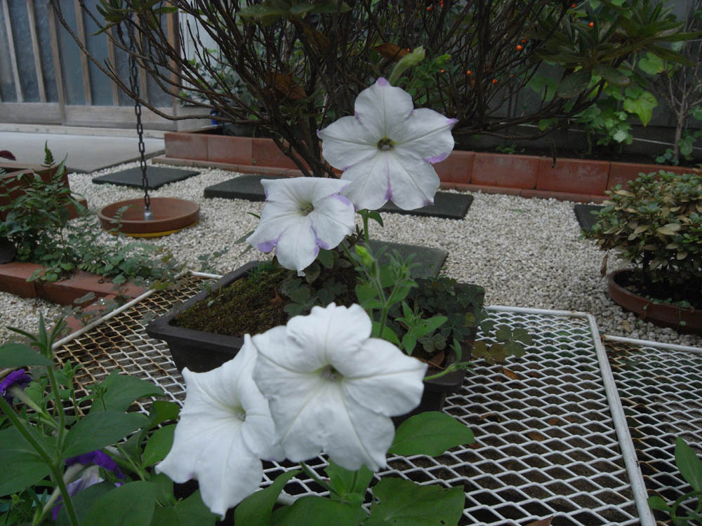 �����Ԃ̓��W