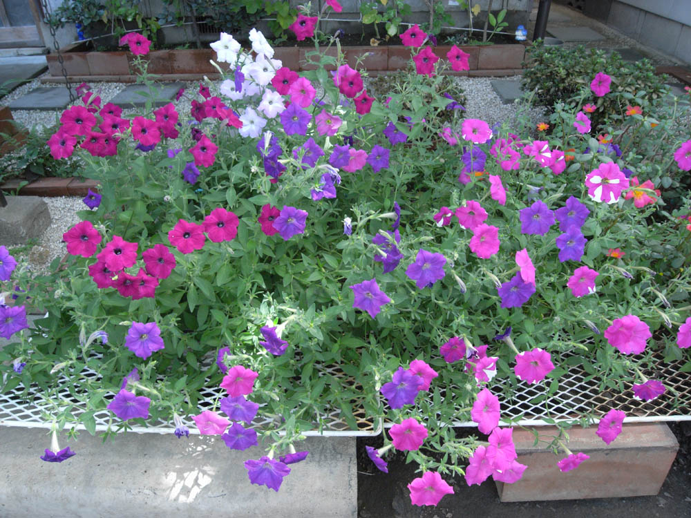 ���J���̂O�P