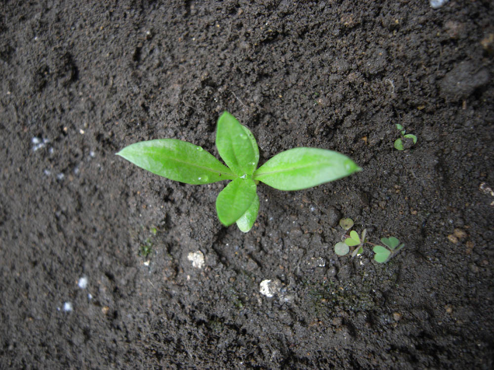 �S���t�ɐ���